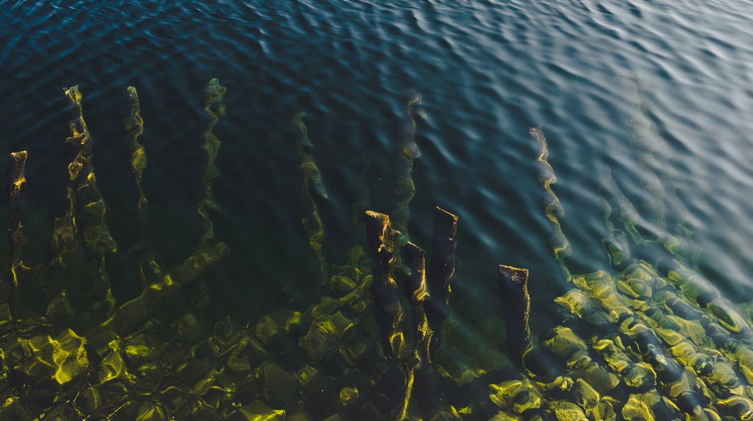 THIS ONE RARE INGREDIENT CAN BOOST YOUR BONE HEALTH.