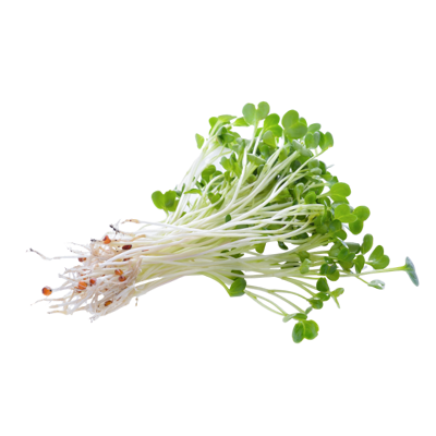 Alfalfa