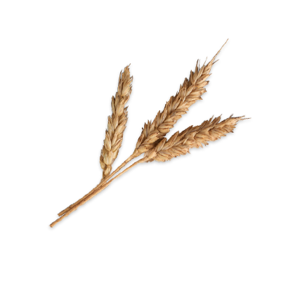 Barley Grass