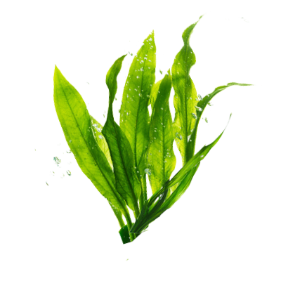 Kelp